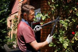 Boost tree health with expert pruning Boost tree health with expert pruning